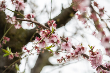 Japanische Kirschblüte im Frühling