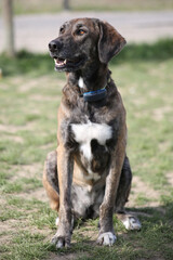Mixed breed dog sitting on meadow