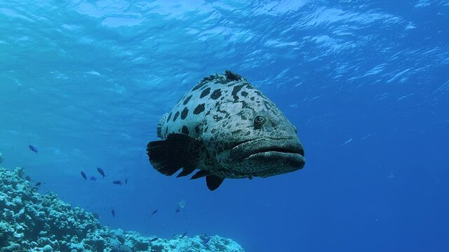 Large Potato bass at the famous Cod Hole, Great Barrier Reef, Australia.