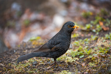 Amsel mit Insekten im Schnabel auf natürlichem Untergrund
