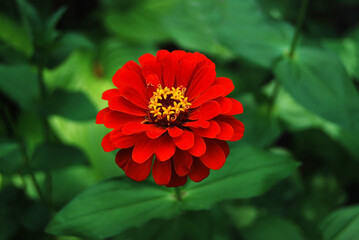 Beautiful zinnia flower