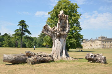 The old oak on the hill