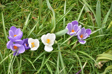 Crocuses in spring