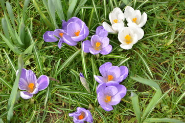 Spring crocus flowers