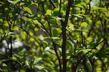 green leaves background