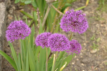 Flowers in the garden