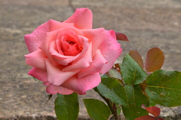 Pink rose in the garden