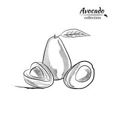 Vector hand drawn avocado and slices set.Sketch of a whole avocado, sliced ​​and leaves. Botanical illustration of avocado. Juicy tropical fruits.Great for labels, posters, prints.