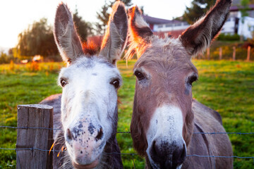 Burros en Zugarramurdi.