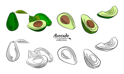 Vector hand drawn avocado and slices set.Sketch of a whole avocado, sliced ​​and leaves. Botanical illustration of avocado. Juicy tropical fruits.Great for labels, posters, prints.