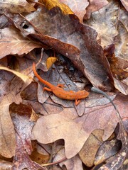 Red salamander 