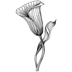 Obraz na płótnie Canvas Tropical flower calla by hand drawing. Lilium floral logo or tattoo highly detailed in line art style concept. Black and white clip art isolated. Antique vintage engraving illustration for emblem.