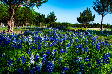 Spring blue bonnets in Texas 