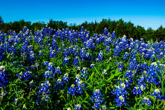 Texas blue bonnets in the spring 