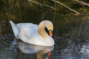 Krefeld - Close-Up to graceful Swan nearby House Castle Linn, Germany