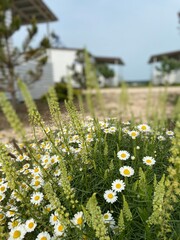 daisies on the seashore