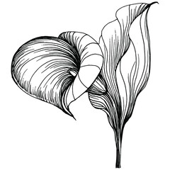 Tropical flower calla by hand drawing. Lilium floral logo or tattoo highly detailed in line art style concept. Black and white clip art isolated. Antique vintage engraving illustration for emblem.