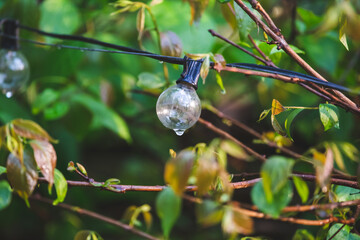 Close-up, old-style spherical bulb, vintage style, outside, raindrop, natural leaf background.