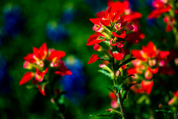 red and yellow flowers