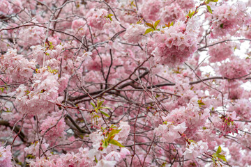 Full picture of cherry tree blossom in great pink