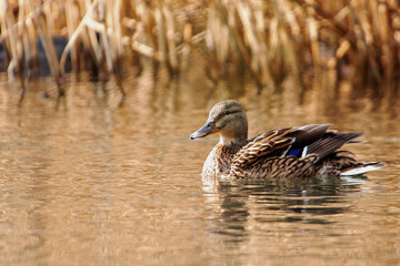 stockente