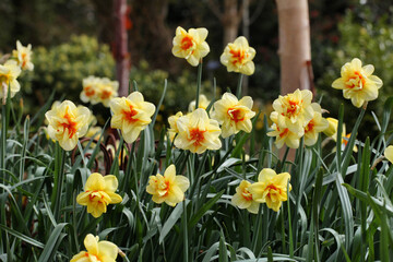 Obraz premium Narcissus 'Jersey Torch' double daffodils in flower