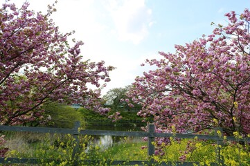 春の日　桜と菜の花　川沿い　風景