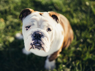 Portret małego buldoga