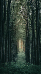 Fototapeta Daleko w lesie obraz