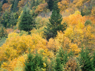 Fototapeta premium Autumn leaves in nature