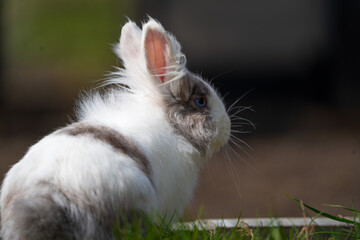 Obraz premium Ein weiß- brauner Hase im Focus die Augen