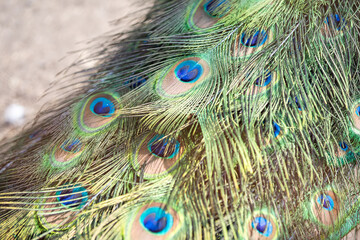 full frame abstract background with some colorful peacock feathers