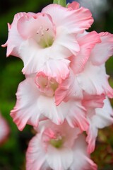 ピンク色のグラジオラス