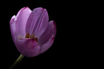 Peek into a purple tulip from a black background. Focus on the top edge of the front petal, narrow depth of field. Copy space