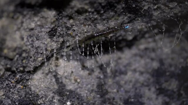 close up of glow worm and its threads on a rock wall at the glow worm tunnel near lithgow in nsw, australia