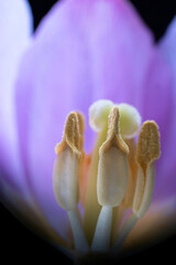 Macro photo inside a purple tulip with yellow and orange pistil and focus on the anterior stamen. Narrow depth of field. Blurred petals