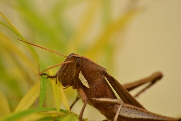 grasshopper on a leaf