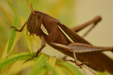 grasshopper on a leaf