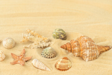 Fototapeta na wymiar Summer background with seashells and starfish on the sandy beach