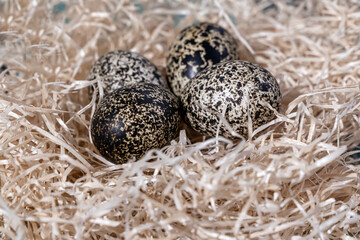 rock ptarmigan eggs in a nest, Lagopus muta egg