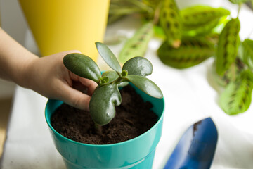 children's hands are planted in a pot of earth plant