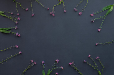 Pink Forget-me-not flowers frame over a black background