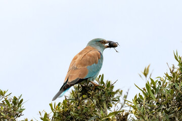 European roller on a branch with insect in its beak