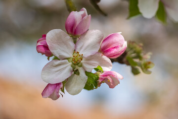 Close-up of an apple blossom in Rheinhessen / Germany on a sunny spring day