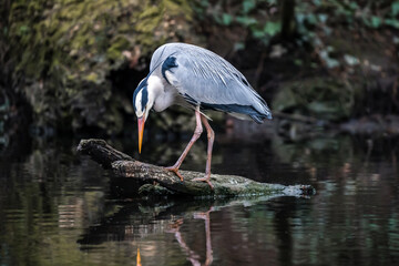 Beautiful grey blue large heron stood on log in lake fishing.  Big colourful bird standing with...