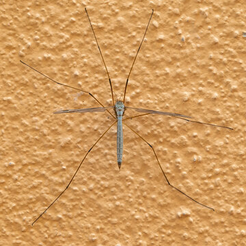 Close up of a large crane fly attached to an orange colored wall