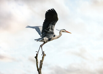 Beautiful wild blue heron big winged bird taking flight off balancing gracefully on top of tree with sunset sky behind. Massive stork wings long neck legs and prehistoric look of pterodactyl.
