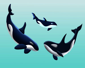 3D, vector image of the whale family, parent and their kid are swimming in clear blue water while the sun shined the light.
