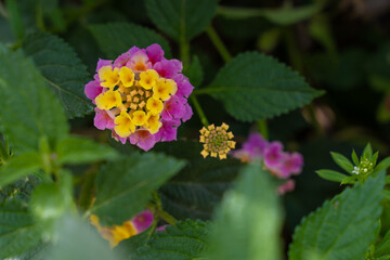 purple and yellow flowers