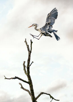 Beautiful wild blue heron big winged bird gliding in landing gracefully on top of tree with sunset sky behind. Massive stork wings long neck legs and prehistoric look of pterodactyl.